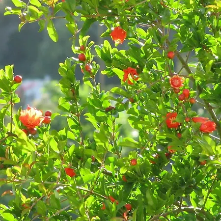 Fiori Di Arancio Appartamento
