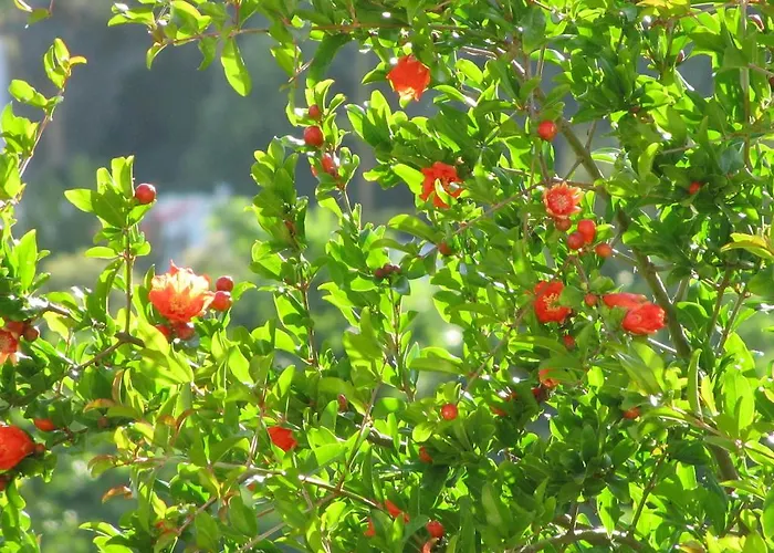 Fiori Di Arancio Lägenhet